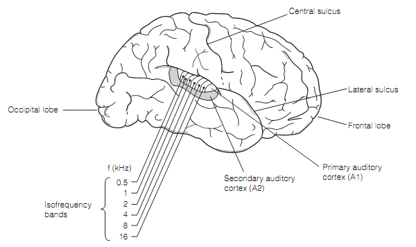 Tonotopic Map Auditory Cortex Tonotopic Mapping, Central Auditory Processing, Assignment Help