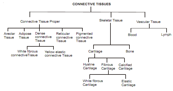 classification of tissues Classification of tissues introduction cells are the smallest units of life in complex organisms, cells group together with one another based on similar structure. classification of tissues Classification of tissues introduction cells are the smallest units of life in complex organisms, cells group together with one another based on similar structure.