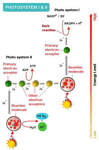 1518_photosystem.png