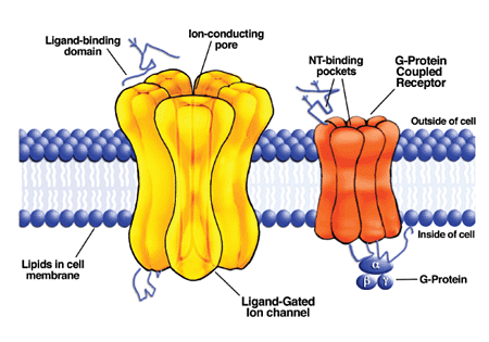 Steroid hormone mediated signaling pathway