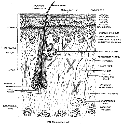mammalian skin diagram view the diagram here mammalian skin diagram view the diagram here