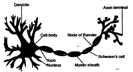 1590_Nerve Cell Morphology.png