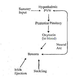 1642_Physiology of Lactation.png