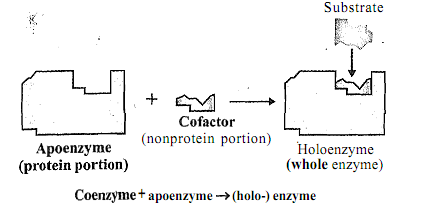 1788_Proteins as enzymes 1.png