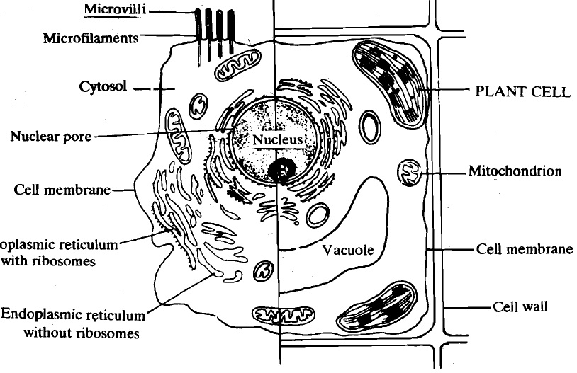 Animal and plant cells, Animal and Plant Cells The internal structural  organisation, Biology