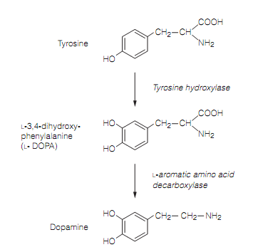 dopamine sythesis dopamine sythesis