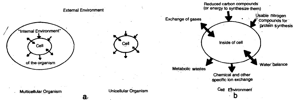 difference between internal environment and external environment