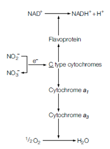 123_Chemolithotrophy.png