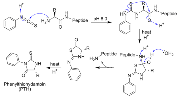 2084_Edman-degradation-mechanism.png