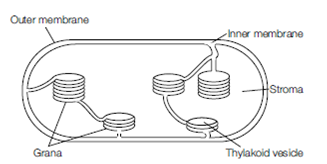 2158_Flagella.png