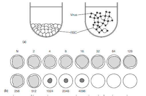 664_Hemagglutination.png