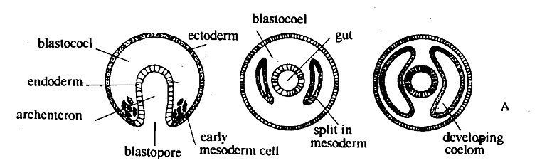 1006_Schizocoelous pattern – Coelom.png