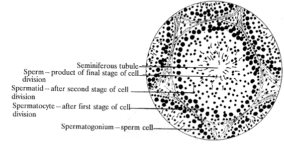 1014_seminiferous tubule.png