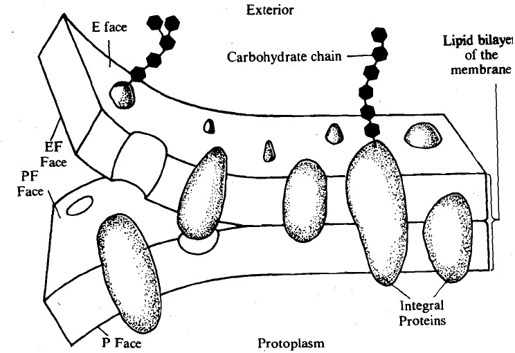 1017_freeze microscopy.jpg