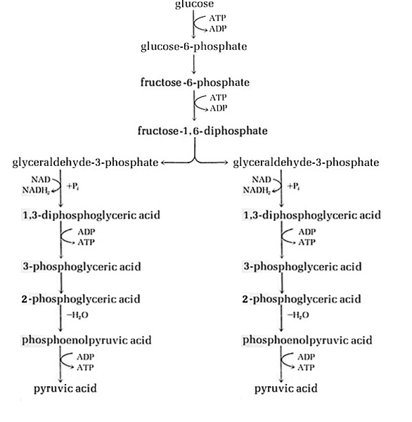 1019_Other unique microbial biochemical pathways.png