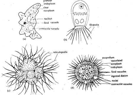 1022_Pseudopodia – Protozoans.png