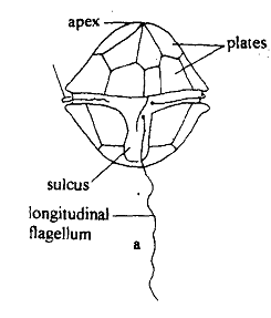 1022_Theca - body form Protozoans.png