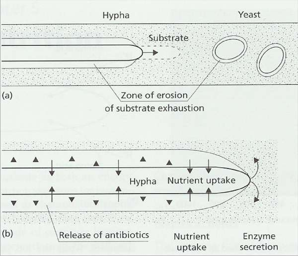 102_Fungal nutrition.png