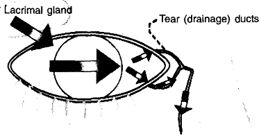 1036_Tear Flow Direction of Drainage.png