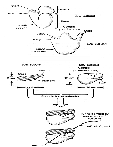 1036_ribosomes1.png