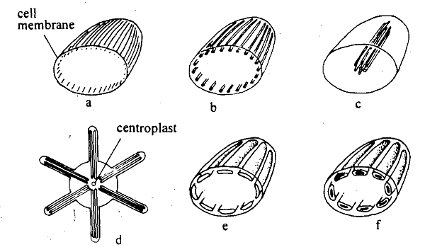 1039_Protozoans - Body Form.png