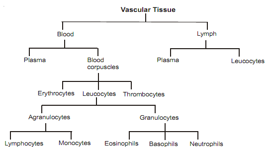 1041_classification vascular tissue.png