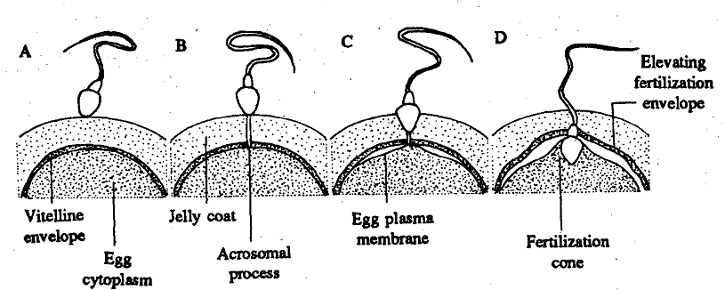 1044_Fusion of Sperm and the Egg.png