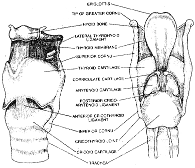 1046_larynx.png