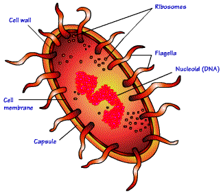 1048_Bacteria and cyanobacteria.png