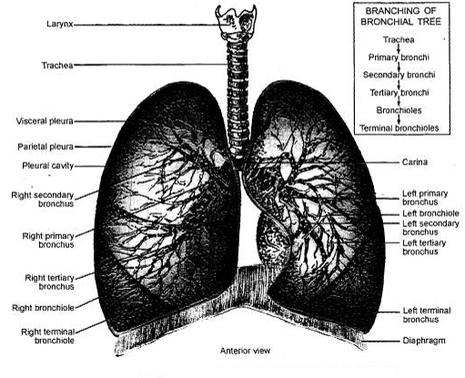 1053_Lower Respiratory Tract.png