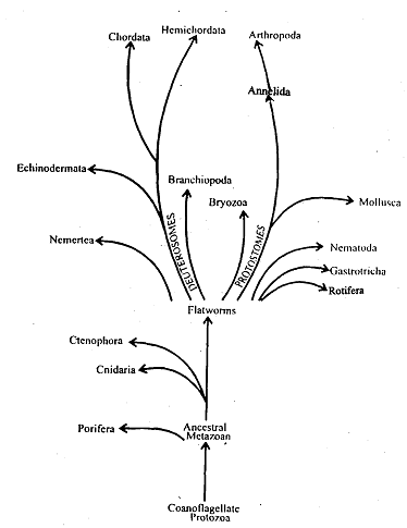 1056_Evolution of Metazoa.png