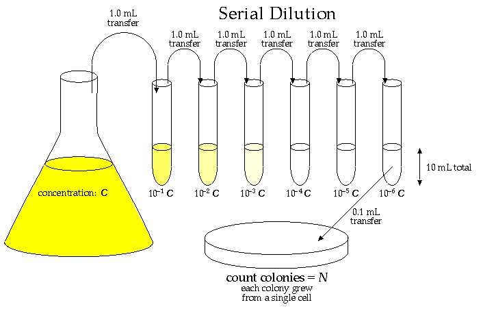 105_Serial dilution process.png