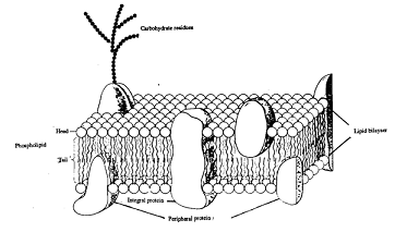 105_biology.png