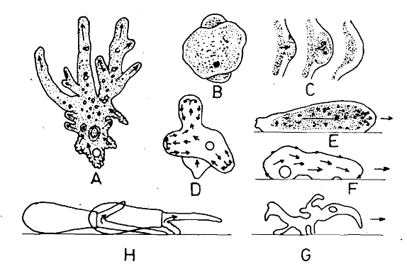 1063_Types of Amoeboid Movements.png