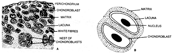 1064_hyaline cartilage.png