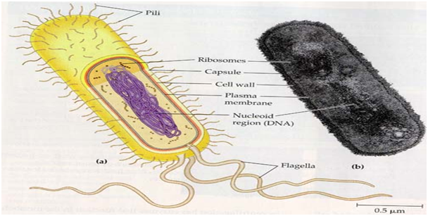 1084_Prokaryotic systematic.png