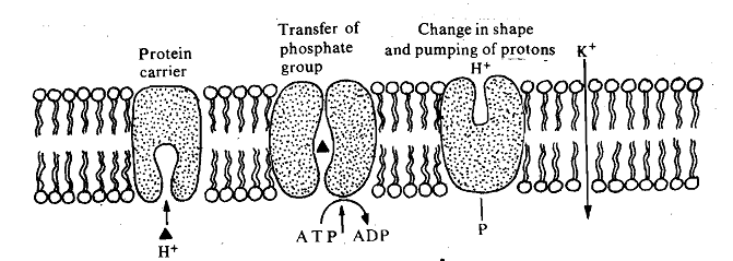 108_Active Transport.png