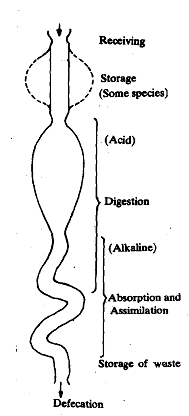 1094_Digestive Tract.png