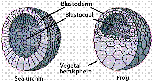 1097_Blastula.png