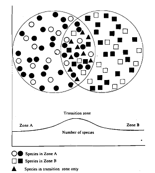 1108_characteristic of ecotone.png