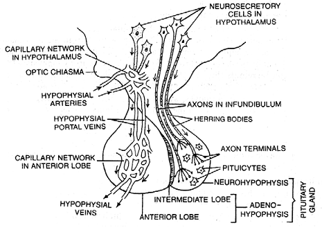 1108_pituitary gland.png