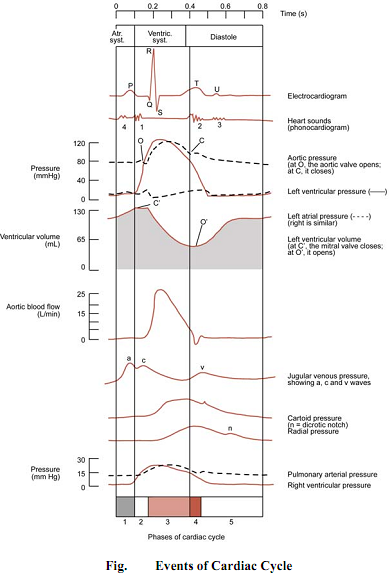 110_CARDIAC CYCLE.png