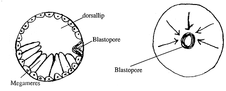 1117_involution.png