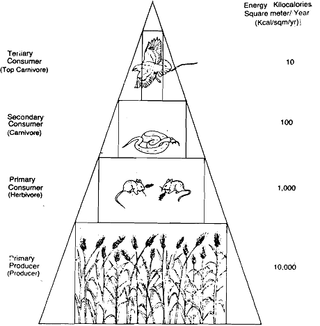 1124_Pyramid of Energy - Ecological Pyramids.png
