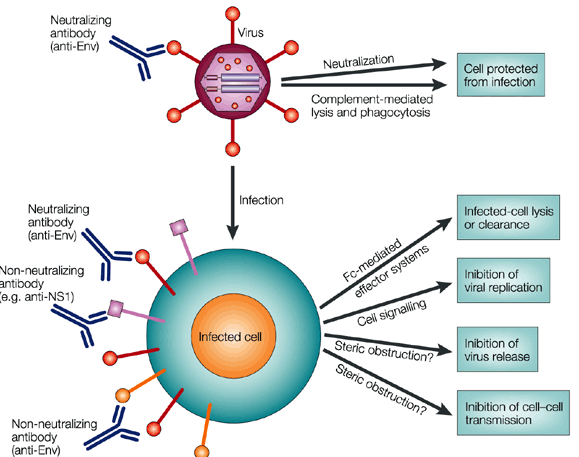 1126_Cell culture and virus propagation.png