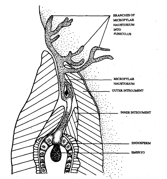 1127_Endosperm with micropylar Haustorium.png