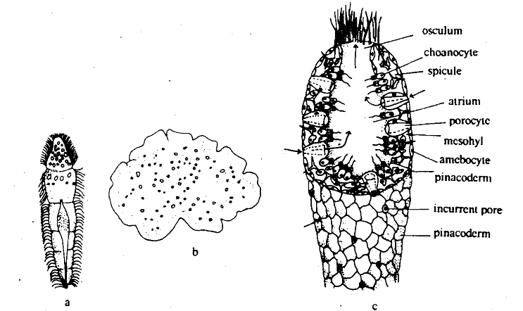 112_Cellular level - Level of body organization.png