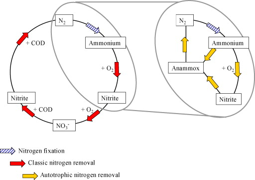 1132_Autotrophic reactions.png