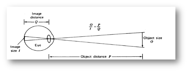 1132_The retina – the light detector of the eye 2.png