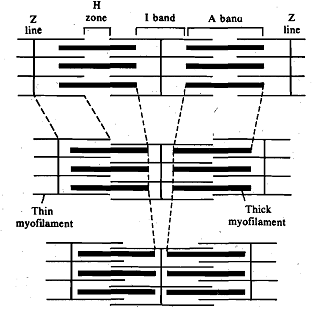 1139_Mechanism of Muscle Contraction.png